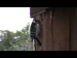 We did not find results for: Woodpecker Pecking Down My House One Peck At A Time Youtube