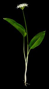 Image result for Allium ursinum