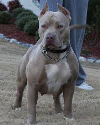 Pretty Pitbull Pitbull Terrier American Pitbull Terrier Pitbull Dog