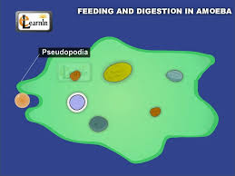 Feeding And Digestion In Amoeba Elementary Science Youtube