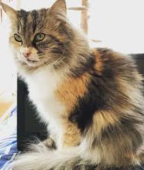 Cat coat genetics determine the coloration, pattern, length, and texture of feline fur. Fascinating Facts Cat Fur Colors And Patterns Life Cats
