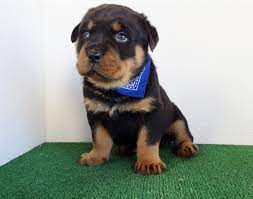 If you can make a commitment for the lifetime of a dog, we want to hear from you. Rottweiler Puppies For Sale San Diego Ca 227956