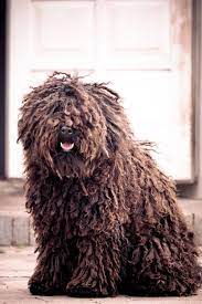 earthandanimals puli hund hunderassen hunde