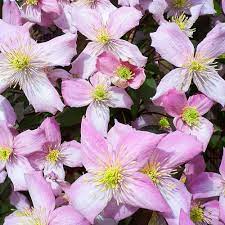 We did not find results for: Clematis Fragrant Spring Shrub For Sale Free Uk Delivery