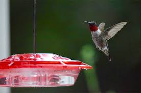 Nov 29, 2018 · hummingbird food recipe rule #2: Sugar Water For Hummingbirds 101 Birds Blooms