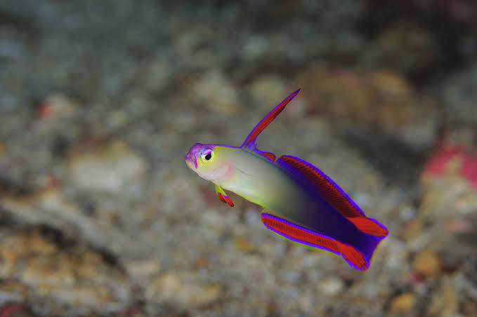 An Overview of the Firefishes | Aquarium Livestock | AlgaeBarn