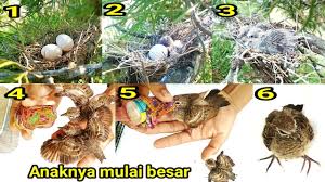 Select the following files that you wish to download or play stream, if you do not find them, please search only for artist, song, video title. Pengamatan Burung Prenjak Dari Telur Hingga Besar Youtube
