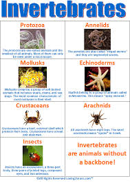 Invertebrates Chart Biological Science Picture Directory