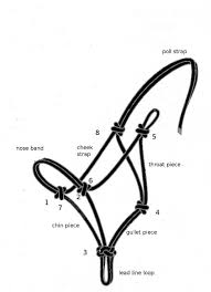 How To Tie A Rope Halter Horse Halters Horse Tack Rope Halter