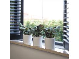 Image result for Ktenante Ctenanthe