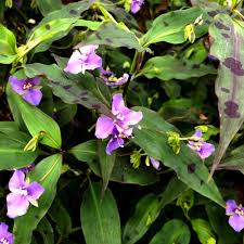 Image result for Tinnea galpinii