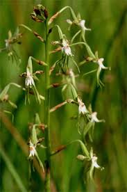 Image result for Habenaria schimperiana