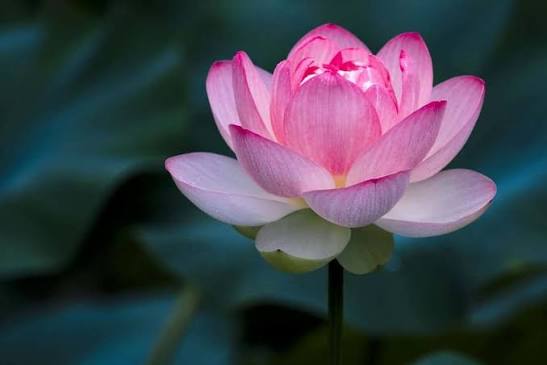 7 &Yacute; tưởng cắm hoa sen sang trọng, tinh tế bạn kh&ocirc;ng thể bỏ qua | Cleanipedia VN