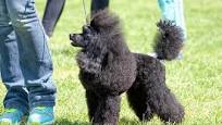medium poodle from www.caringpets.org