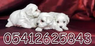 Teacup Maltese Terrier Teriyer