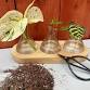 Make More Plants for Free: A Plant Propagation Demo