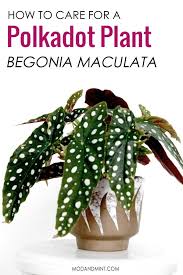 Begonia Maculata How To Care For A Polkadot Plant Begonia Maculata Plants Begonia