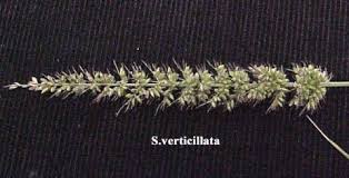 Image result for Setaria verticillata