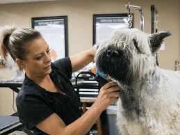 Nov 29, 2018 · exactly how often you should take your dog to the groomer really depends upon his breed. How Often Should I Get My Dog Groomed Petropolis