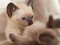 .katze, siamkatze information für kinder anna und die haustiere, siam kater, die spannende siam thai katze beim spielen, gesprächige siam, talking siamese cat very talkative she answers all my. Siamkatze Eine Elegante Augenweide Siam Katzchen Siamkatze Thai Katze