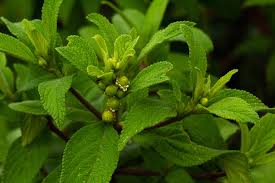 Image result for Lippia javanica