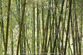 Image result for Oxytenanthera abyssinica