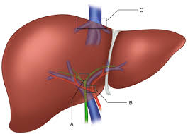 A human liver normally weighs approximately 1.5 kg (3.3 lb) and has a width of about 15 cm (6 in). Anatomy Of The Liver In The Laparoscopic Situation Abdominal Key