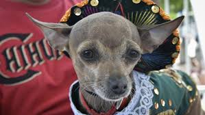 5mayo hasn't joined any groups yet. Mexicans Don T Understand Why You Are Celebrating Cinco De Mayo The World From Prx
