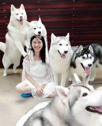 Equator siberian husky equator siberian is a small kennel that began in 2008, when we first purchase our first siberian husky. You Can Play With 20 Friendly Huskies At This First Of Its Kind Dog Cafe Siberian Husky Husky White Siberian Husky