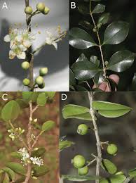 Image result for Memecylon myrianthum