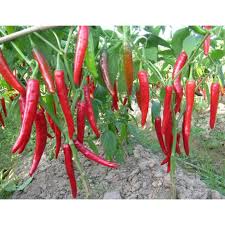 Image result for Capsicum annuum