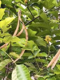 Image result for Markhamia lutea