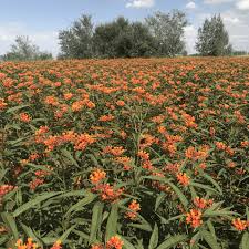 Image result for Asclepias curassavica