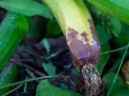 Check spelling or type a new query. How To Tell If Zucchini Is Bad