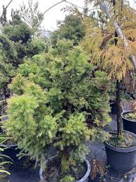 Image result for Cryptomeria
