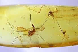 Image result for Trichoneura