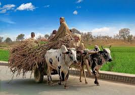 In areas where roads are few and far between, and thus wagons would get stuck but pack. Bullock Cart Punjab Pakistan Pull Cart Animals Village Life