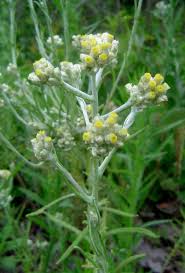 Image result for Pseudognaphalium oligandrum