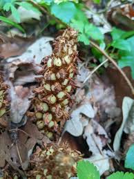 Image result for Grewia conocarpoides