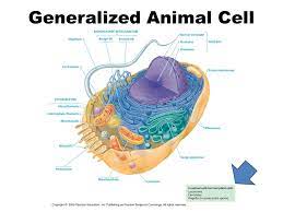 Protists cell, plant, animal fungi Prokaryotic Cells Eukaryotic Cells Domains Bacteria Archaea 1 10 Mm Ppt Video Online Download