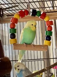 Pin Von Andrea Art And More Auf Budgies Wellensittich Sittiche Sittich