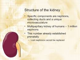 Kidney stones are other renal disorders that affect men more than women. Renal Failure