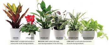 These beauties will thrive in your. Which Plants Are Perfect For Keeping In The Bathroom Reader S Digest Australia Bathroom Plants Plants House Plants
