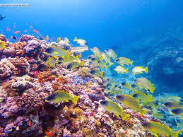 coral reef port sudan red sea الشعاب المرجانية بورتسودان البحر الأحمر السودان by izziere sudan c botanical illustration original artwork artwork