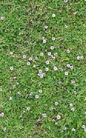 Die bodendecker sind zwar trittfest. Teppich Verbene Bildet Samen Die Sich Weiter Verbreiten Konnen Das Garten Lexikon Der Pflanzenfamilien Von Floristik24