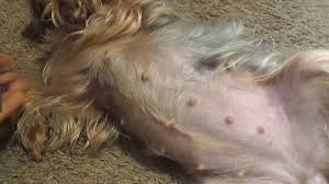 Dogs have higher levels of a hormone called relaxin when they're. How Do You Know When A Yorkie Is Pregnant Yorkiepage Com