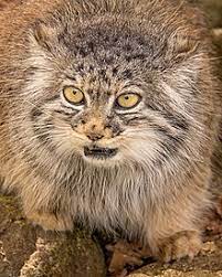 The date, 23rd april, was addopted from. Manul Vikipediya