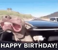 Dachshund birthday meme has a variety pictures that connected to find out the most recent pictures of dachshund birthday meme here, and also you can acquire the pictures through our best. Happy Birthday Dog Gifs Tenor