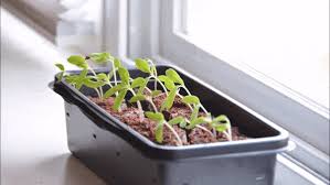 As we know from looking at plants on a windowsill, they grow toward the sunlight to be able to generate energy by photosynthesis.may 28, 2013. Everything You Need To Know About Grow Lights The Ultimate Guide Herb Examiner