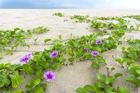 Image result for Ipomoea verbascoidea